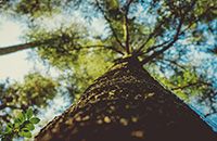 Как энергетика деревьев влияет на биополе человека?