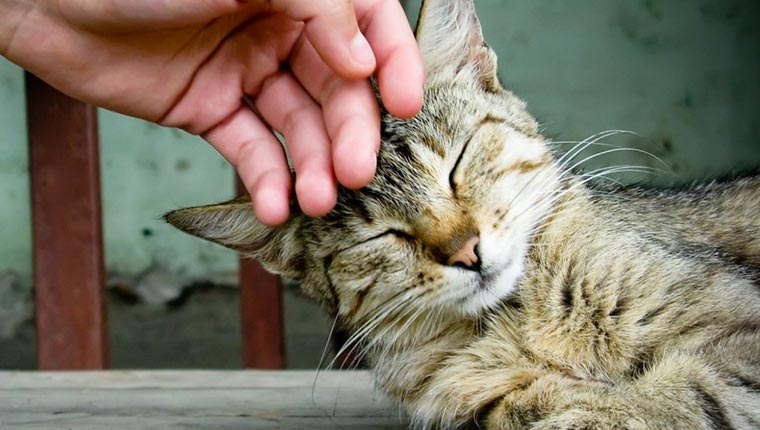 Как кошки лечат людей?
