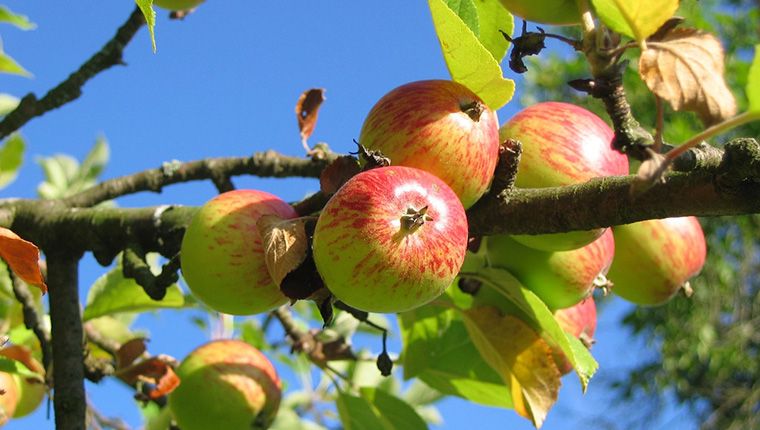 Как яблоня влияет на биополе