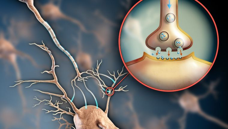 Нейроны и синапсы