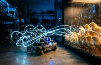 Иллюстрация / Влияние сознания на материю. Опыты Рене Пиоша с цыплятами